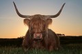 Fototapeta na Flizelinie MS-5-0462 Scottish Highland Cattle 375 x 250 cm