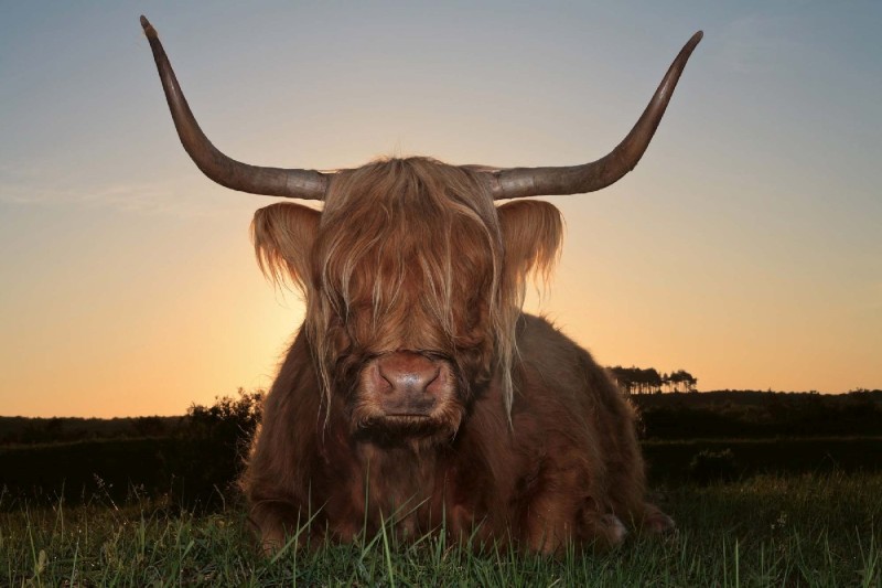 Fototapeta na Flizelinie MS-5-0462 Scottish Highland Cattle 375 x 250 cm