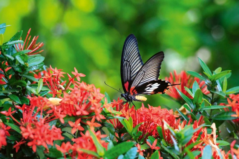 Fototapeta na Flizelinie MS-5-0464 Motyl na kwiecie 375 x 250 cm
