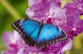 Fototapeta na Flizelinie MS-5-0465 Motyl niebieski 375 x 250 cm