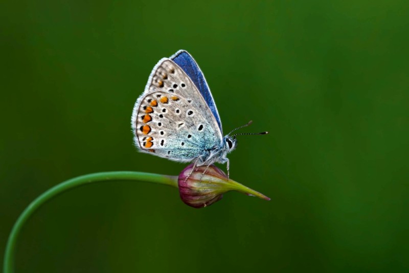 Fototapeta na Flizelinie MS-5-0466 Motyl na pąku kwiatowym 375 x 250 cm