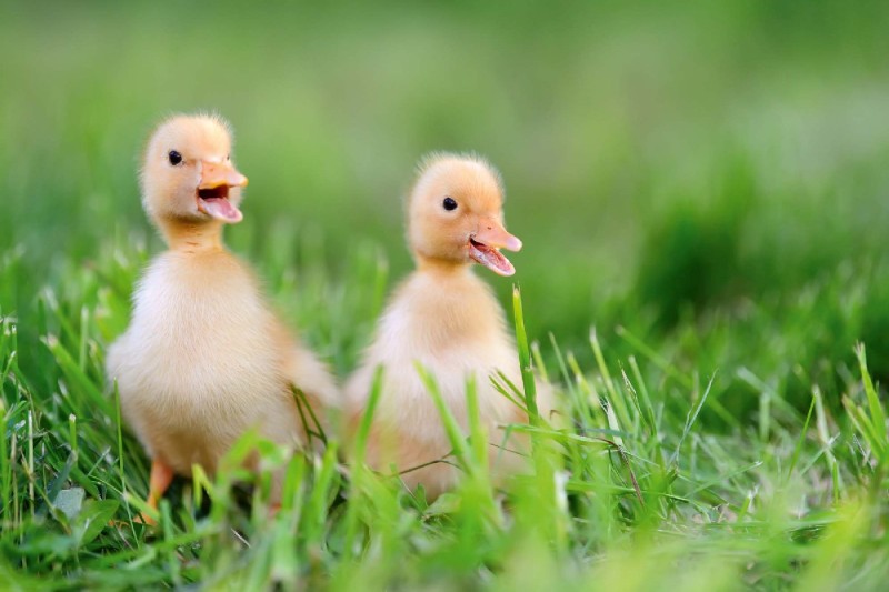 Fototapeta na Flizelinie MS-5-0473 Kaczuszki w trawie 375 x 250 cm