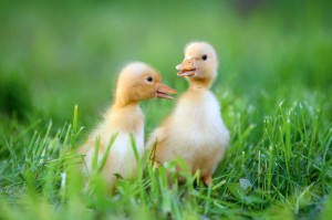 Fototapeta na Flizelinie MS-5-0475 Kaczuszki na wyprawie 375 x 250 cm