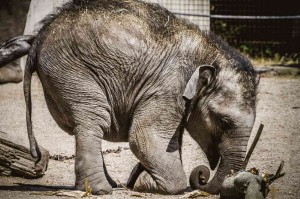 Fototapeta na Flizelinie MS-5-0483 Małe słoniki 375 x 250 cm