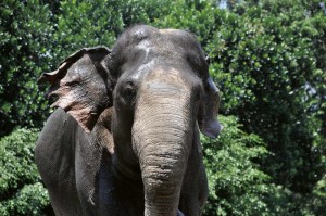 Fototapeta na Flizelinie MS-5-0490 Słoń sumatrzański 375 x 250 cm