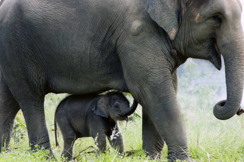 Fototapeta na Flizelinie MS-5-0493 Słoń z dzieckiem 375 x 250 cm