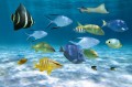 Fototapeta na Flizelinie MS-5-0501 Ławica ryb 375 x 250 cm