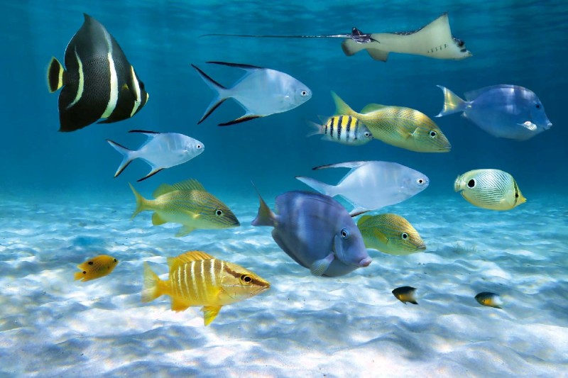 Fototapeta na Flizelinie MS-5-0501 Ławica ryb 375 x 250 cm