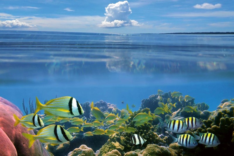 Fototapeta na Flizelinie MS-5-0502 Pod powierzchnią 375 x 250 cm