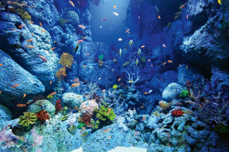 Fototapeta na Flizelinie MS-5-0503 Sea World 375 x 250 cm