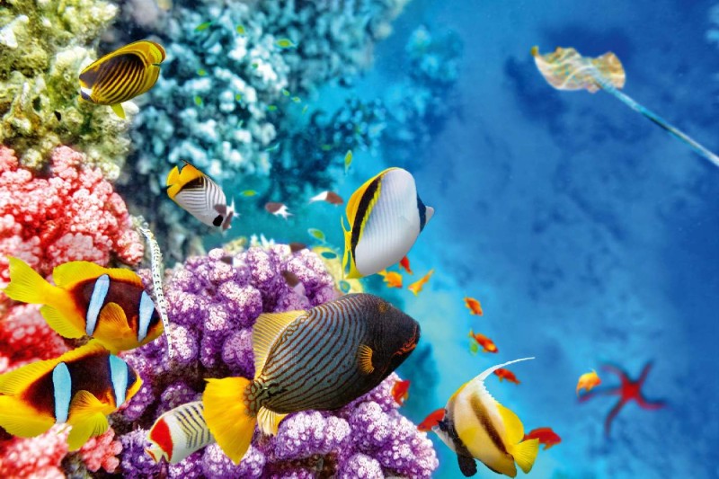 Fototapeta na Flizelinie MS-5-0506 Niesamowity podwodny świat 375 x 250 cm