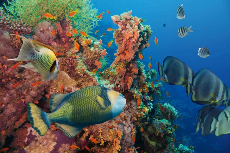 Fototapeta na Flizelinie MS-5-0507 Podwodny świat 375 x 250 cm