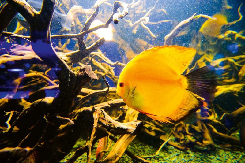 Fototapeta na Flizelinie MS-5-0514 Piękny podwodny świat 375 x 250 cm