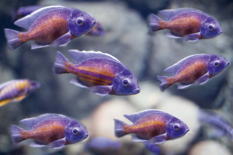 Fototapeta na Flizelinie MS-5-0518 Rybki małe 375 x 250 cm