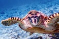 Fototapeta na Flizelinie MS-5-0527 Caretta prawa 375 x 250 cm