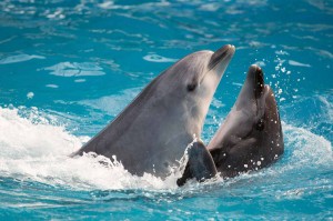 Fototapeta na Flizelinie MS-5-0534 Para delfinów 375 x 250 cm