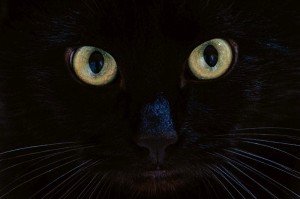 Fototapeta na Flizelinie MS-5-0553 Spojrzenie czarnego kota 375 x 250 cm