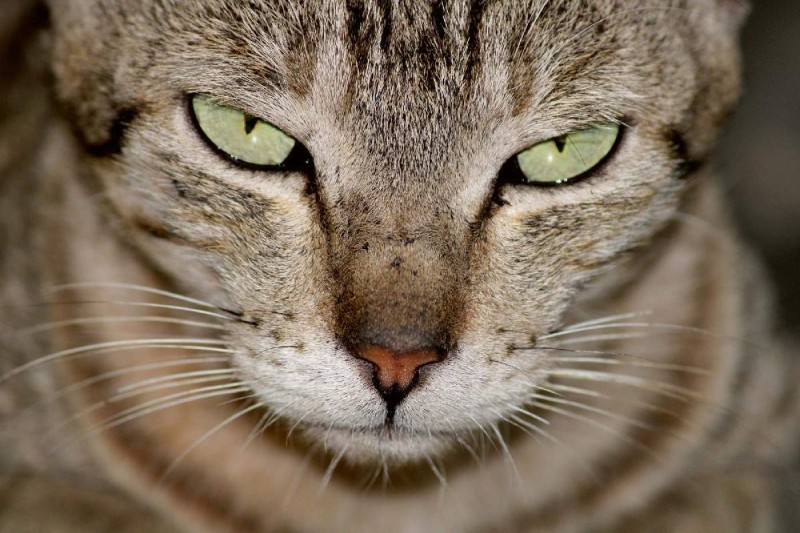 Fototapeta na Flizelinie MS-5-0554 Kontakt wzrokowy 375 x 250 cm