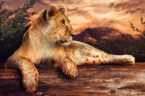 Fototapeta na Flizelinie MS-5-0563 Lwica o zachodzie słońca 375 x 250 cm
