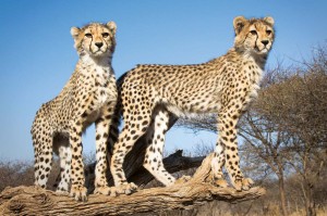 Fototapeta na Flizelinie MS-5-0572 Młode gepardy 375 x 250 cm