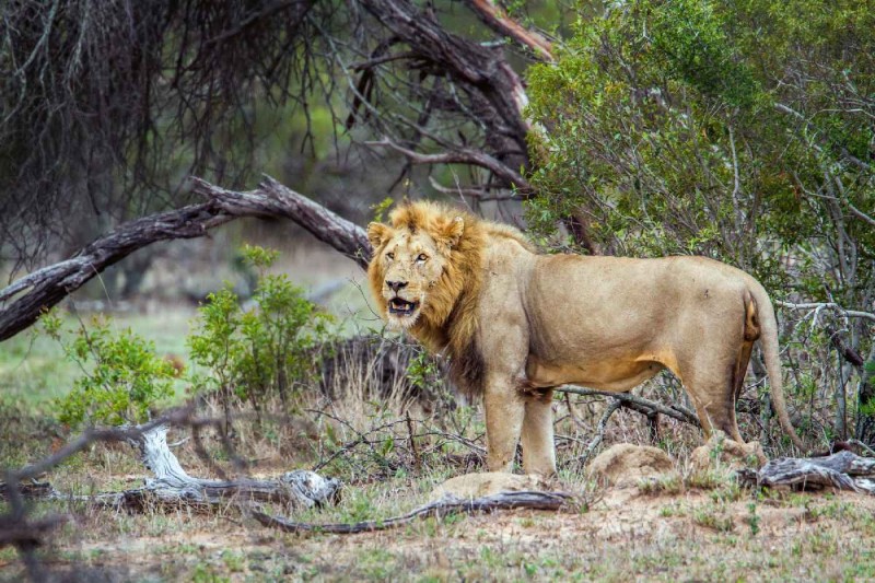 Fototapeta na Flizelinie MS-5-0574 Dziki lew 375 x 250 cm