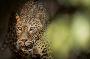 Fototapeta na Flizelinie MS-5-0578 Sri Lankański drapieżnik 375 x 250 cm