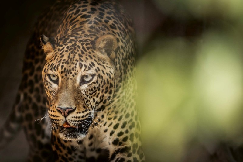 Fototapeta na Flizelinie MS-5-0578 Sri Lankański drapieżnik 375 x 250 cm