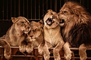 Fototapeta na Flizelinie MS-5-0584 Lew pakiet 375 x 250 cm