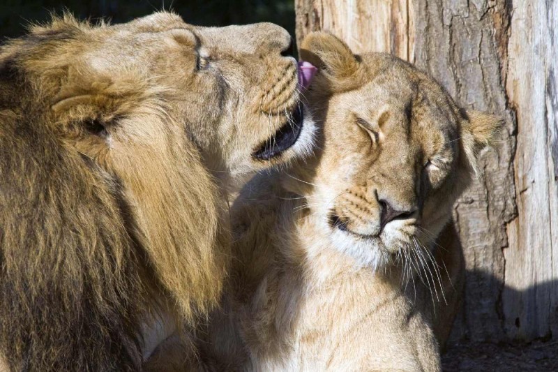 Fototapeta na Flizelinie MS-5-0585 Lion's love 375 x 250 cm