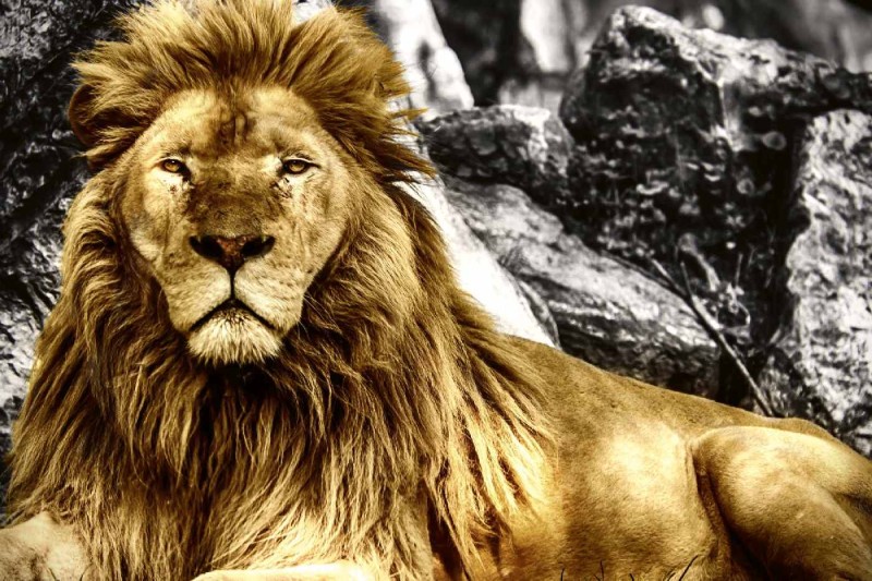 Fototapeta na Flizelinie MS-5-0587 Król Zwierząt 375 x 250 cm