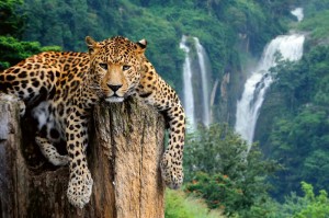 Fototapeta na Flizelinie MS-5-0591 Lampart na drzewie 375 x 250 cm