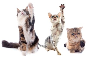 Fototapeta na Flizelinie MS-5-0593 Koty w szkole 375 x 250 cm