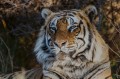 Fototapeta na Flizelinie MS-5-0597 Majestic tiger 375 x 250 cm