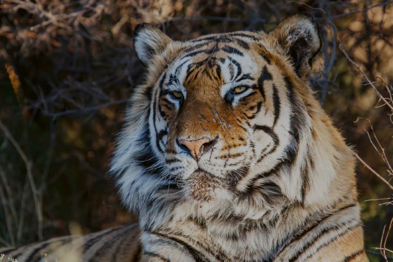 Fototapeta na Flizelinie MS-5-0597 Majestic tiger 375 x 250 cm