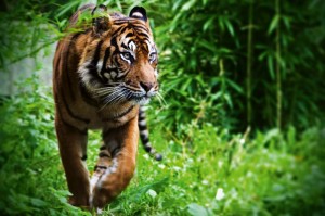 Fototapeta na Flizelinie MS-5-0601 Tygrys w ruchu 375 x 250 cm