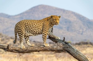 Fototapeta na Flizelinie MS-5-0603 Leopard w Dusternbrook 375 x 250 cm