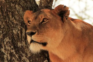Fototapeta na Flizelinie MS-5-0605 Lwica na drzewie 375 x 250 cm