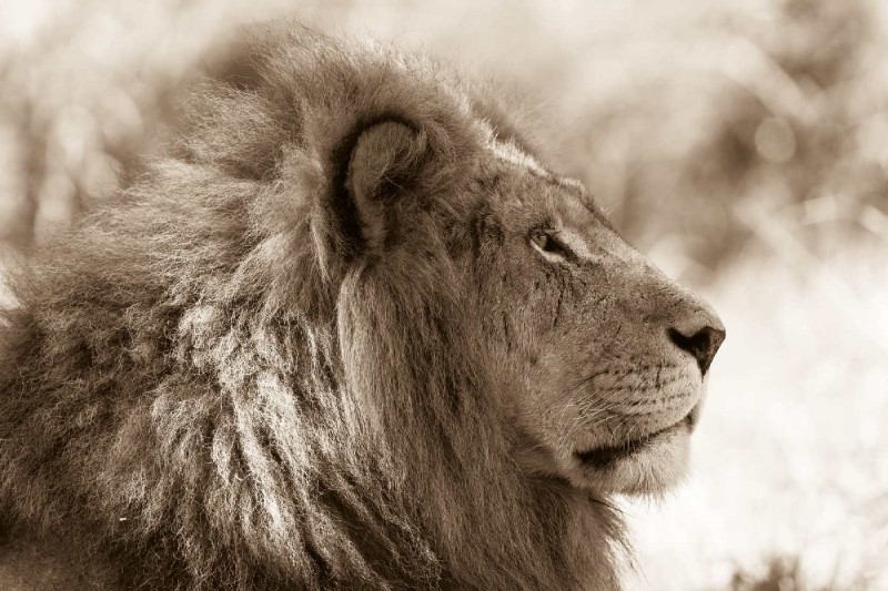 Fototapeta na Flizelinie MS-5-0608 Portret lwa 375 x 250 cm