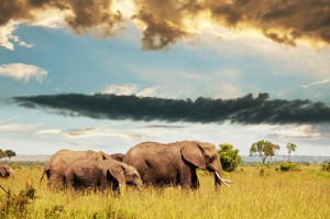 Fototapeta na Flizelinie MS-5-0620 Rodzina słoni 375 x 250 cm