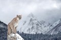 Fototapeta na Flizelinie MS-5-0621 Puma w górach 375 x 250 cm