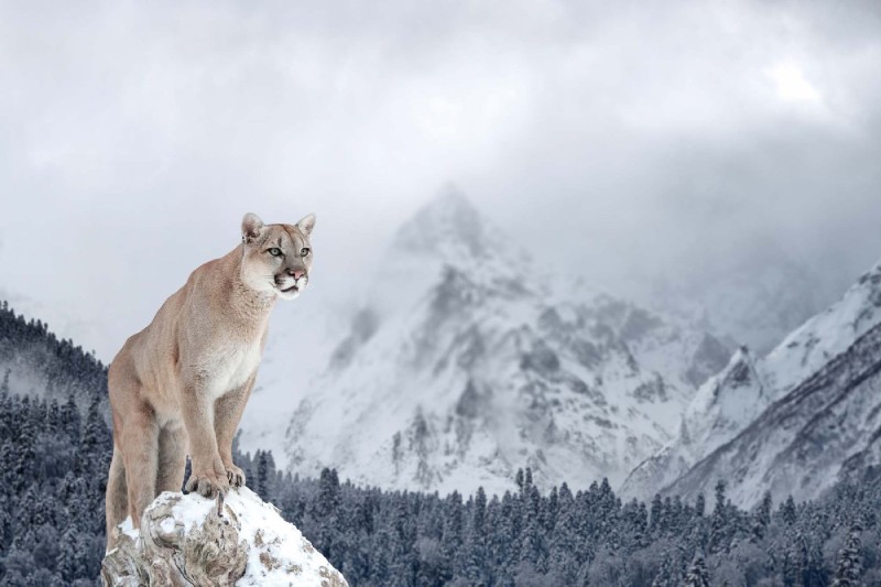 Fototapeta na Flizelinie MS-5-0621 Puma w górach 375 x 250 cm