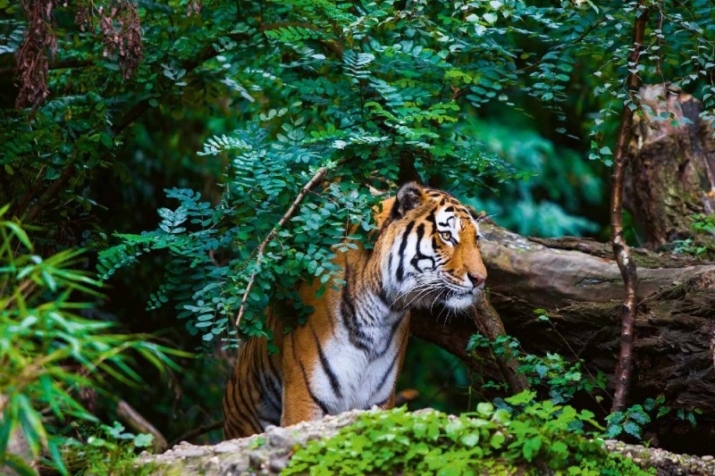 Fototapeta na Flizelinie MS-5-0622 Tygrys w dżungli 375 x 250 cm