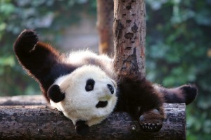 Fototapeta na Flizelinie MS-5-0623 Panda 375 x 250 cm