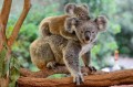 Fototapeta na Flizelinie MS-5-0626 Koala z dzieckiem 375 x 250 cm