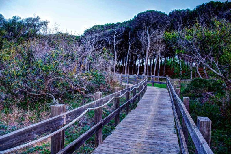 Fototapeta na Flizelinie MS-5-0643 Ścieżka drewniana 375 x 250 cm