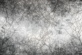 Fototapeta na Flizelinie MS-5-0386 Abstrakcyjne gałęzie 375 x 250 cm