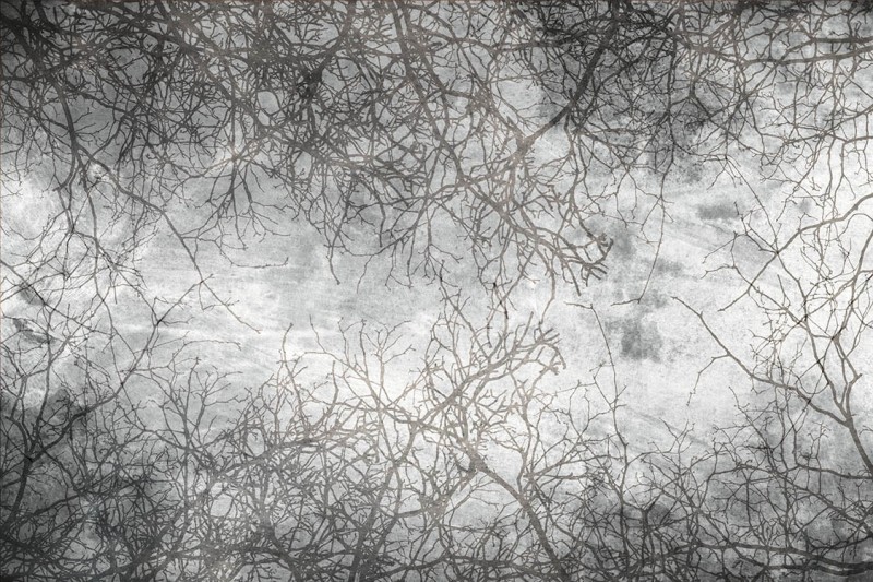 Fototapeta na Flizelinie MS-5-0386 Abstrakcyjne gałęzie 375 x 250 cm