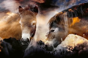 Fototapeta na Flizelinie MS-5-0394 Dzikie konie 375 x 250 cm