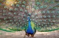 Fototapeta na Flizelinie MS-5-0406 Peacock show 375 x 250 cm