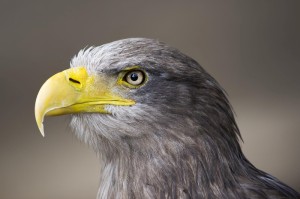 Fototapeta na Flizelinie MS-5-0407 Orzeł 375 x 250 cm